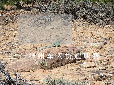 神州车闪贷逾期费 神州车闪贷逾期费