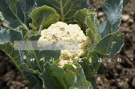 神州闪贷怎么查询逾期 神州闪贷怎么查询逾期