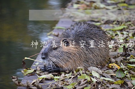 神池县拆迁安置法律咨询热线 神池县拆迁安置法律咨询热线