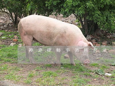 神池律师事务所名录 神池律师事务所名录