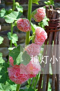 神灯小贷逾期5天了 神灯小贷逾期5天了