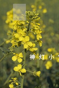 神灯小贷逾期一天会怎样 神灯小贷逾期一天会怎样
