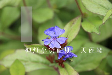 神灯小贷逾期一天还能 神灯小贷逾期一天还能