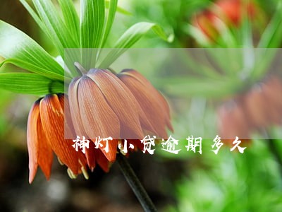 神灯小贷逾期多久 神灯小贷逾期多久