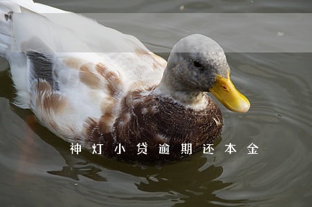 神灯小贷逾期还本金 神灯小贷逾期还本金
