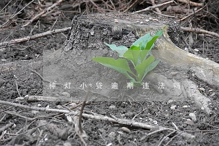 神灯小贷逾期违法吗 神灯小贷逾期违法吗