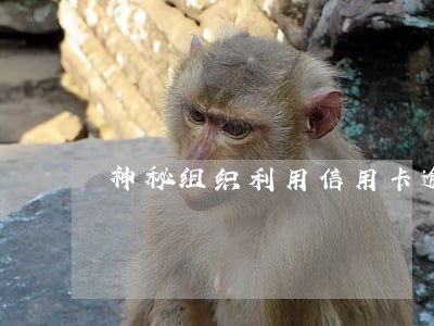 神秘组织利用信用卡逾期财