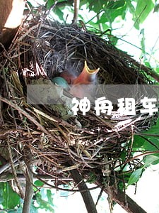 神舟租车逾期两天了会上门拖车吗 神舟租车逾期两天了会上门拖车吗