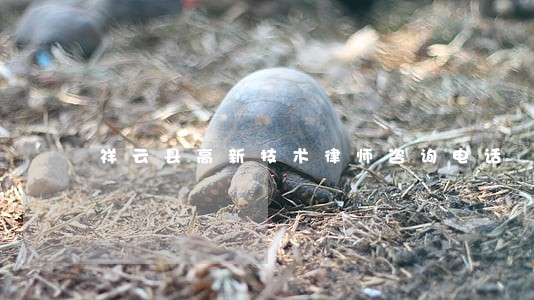 祥云县高新技术律师咨询电话