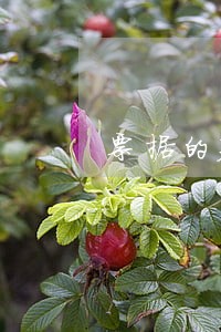票据的基础法律关系 票据的基础法律关系