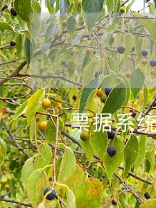 票据系统公示逾期情况 票据系统公示逾期情况
