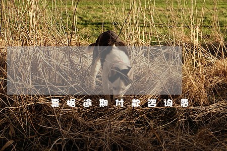 票据逾期付款咨询费 票据逾期付款咨询费