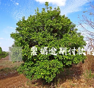 票据逾期付款的后果 票据逾期付款的后果