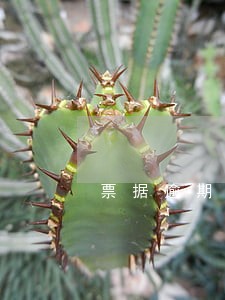 票据逾期提示支付 票据逾期提示支付