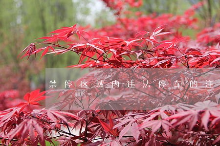 禁停区域内违法停车的注意啦 禁停区域内违法停车的注意啦