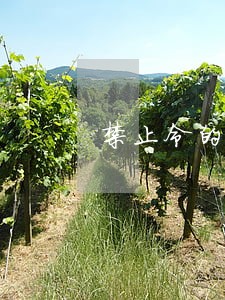 禁止令的刑法禁止令 禁止令的刑法禁止令