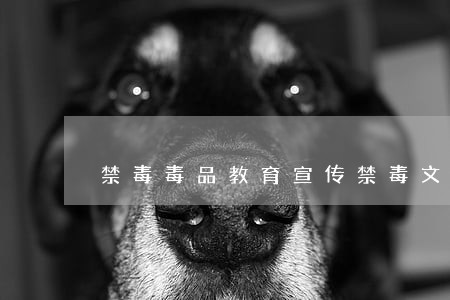 禁毒毒品教育宣传禁毒文化墙 禁毒毒品教育宣传禁毒文化墙