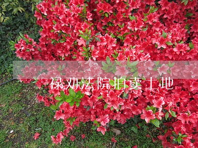禄劝法院拍卖土地 禄劝法院拍卖土地