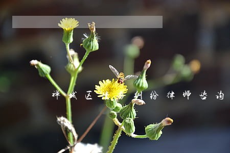 禅城区债务纠纷律师咨询费用 禅城区债务纠纷律师咨询费用