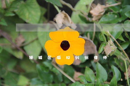禅城区版权纠纷律师 禅城区版权纠纷律师