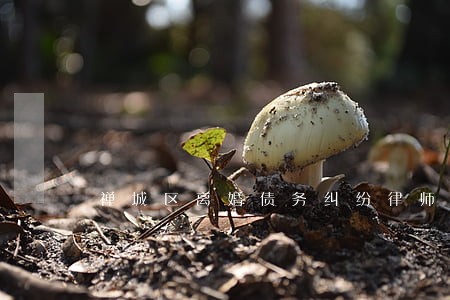 禅城区离婚债务纠纷律师费用标准 禅城区离婚债务纠纷律师费用标准