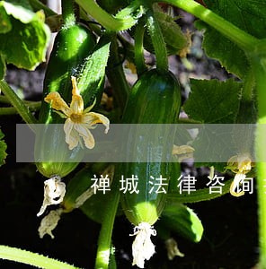 禅城法律咨询援助哪家好 禅城法律咨询援助哪家好