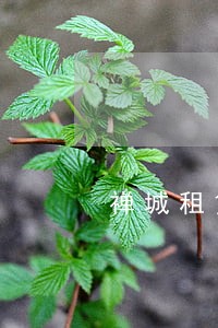 禅城租赁合同律师团队 禅城租赁合同律师团队