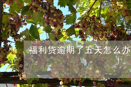 福利贷逾期了五天怎么办