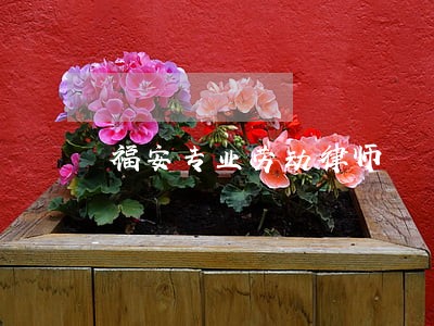 福安专业劳动律师 福安专业劳动律师