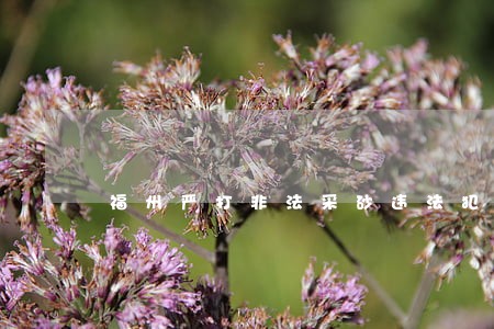 福州严打非法采砂违法犯罪 福州严打非法采砂违法犯罪
