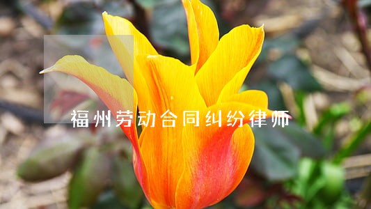 福州劳动合同纠纷律师 福州劳动合同纠纷律师