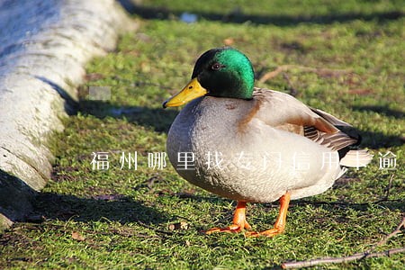 福州哪里找专门信用卡逾期公司