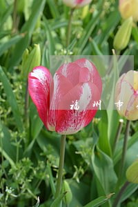 福州市债务律师联系方式 福州市债务律师联系方式