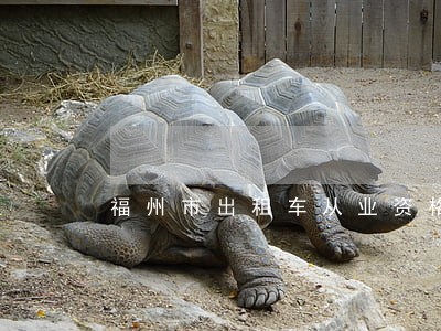 福州市出租车从业资格证逾期半年 福州市出租车从业资格证逾期半年