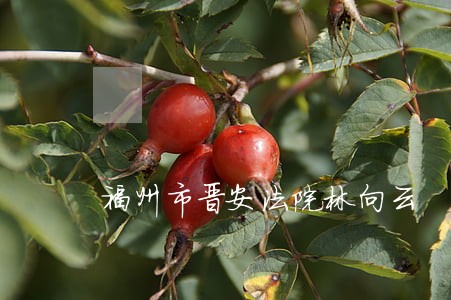 福州市晋安法院林向云 福州市晋安法院林向云