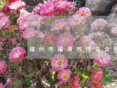 福州市福清市债务合同律师哪个好 福州市福清市债务合同律师哪个好