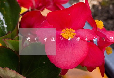 福州市连江县债务合同律师多少钱 福州市连江县债务合同律师多少钱