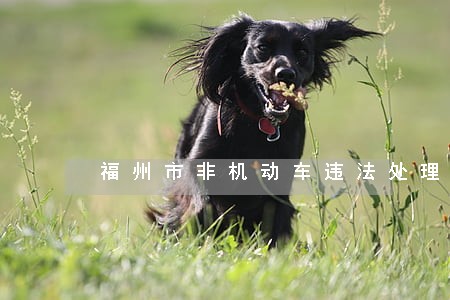 福州市非机动车违法处理缴费