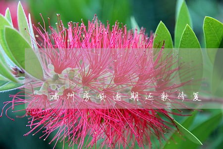 福州房贷逾期还款修复 福州房贷逾期还款修复