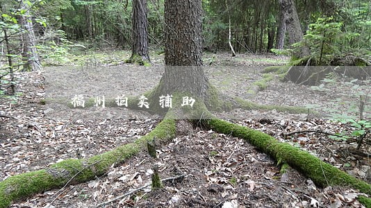 福州拍卖辅助 福州拍卖辅助