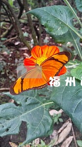 福州正方法律咨询电话 福州正方法律咨询电话