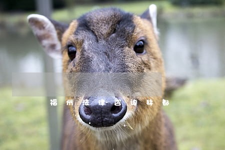 福州法律咨询林都 福州法律咨询林都