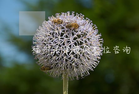 福州法律顾问职位咨询 福州法律顾问职位咨询