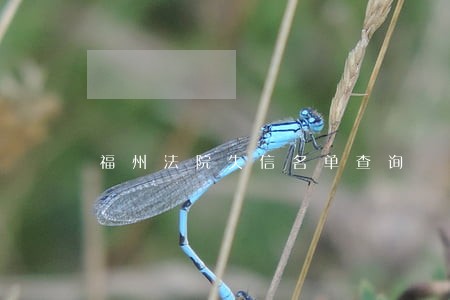 福州法院失信名单查询