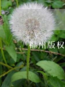 福州版权律师咨询热线