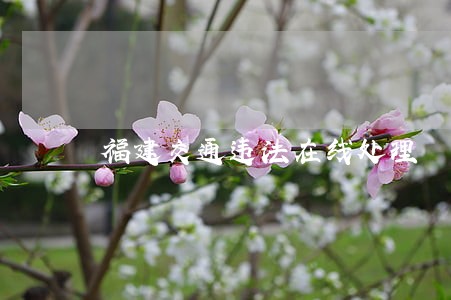 福建交通违法在线处理 福建交通违法在线处理
