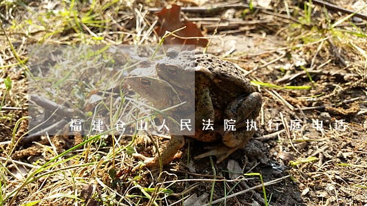 福建仓山人民法院执行庭电话