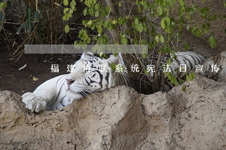 福建侨联系统宪法日宣传侨法 福建侨联系统宪法日宣传侨法