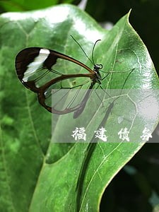 福建债务咨询律师服务 福建债务咨询律师服务