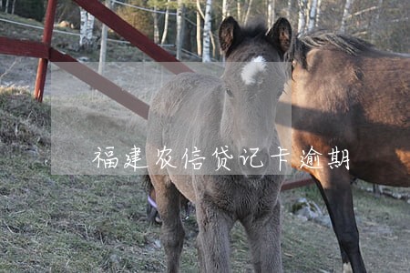 福建农信贷记卡逾期 福建农信贷记卡逾期